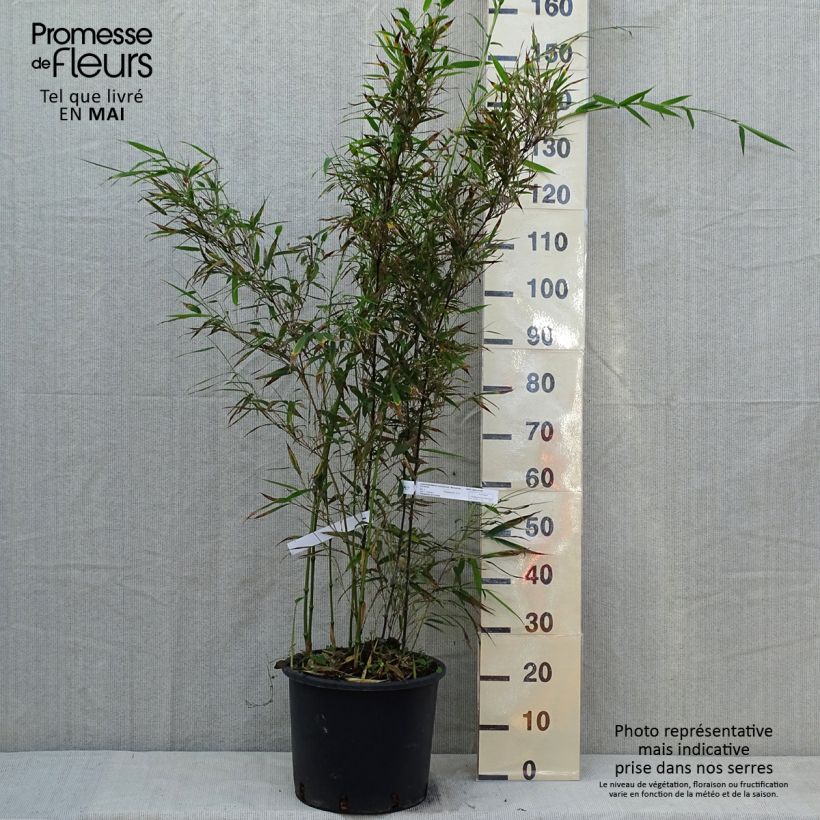 Example of Chimonobambusa tumidissinoda Macrophylla - Bambou moyen Pot de 12L/15L as you get in printemps