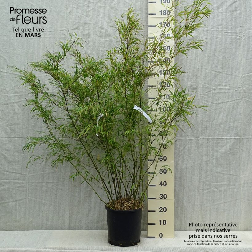 Example of Chimonobambusa tumidissinoda Microphylla - Bambou moyen Pot de 12L/15L as you get in printemps