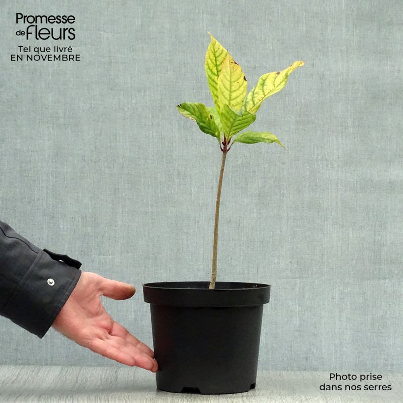 Spécimen de Chionanthus virginicus - Arbre de neige Pot de 2L/3L tel que livré en automne