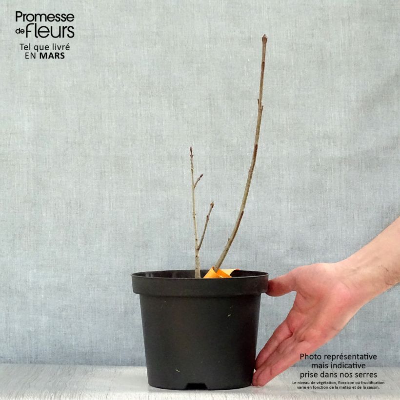 Example of Chionanthus virginicus - Arbre de neige Pot de 2L/3L as you get in printemps