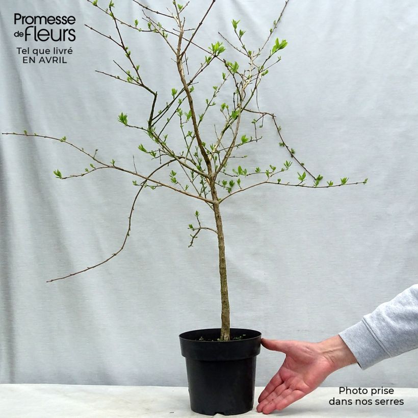 Spécimen de Chionanthus retusus - Arbre de neige Pot de 3L/4L tel que livré au printemps