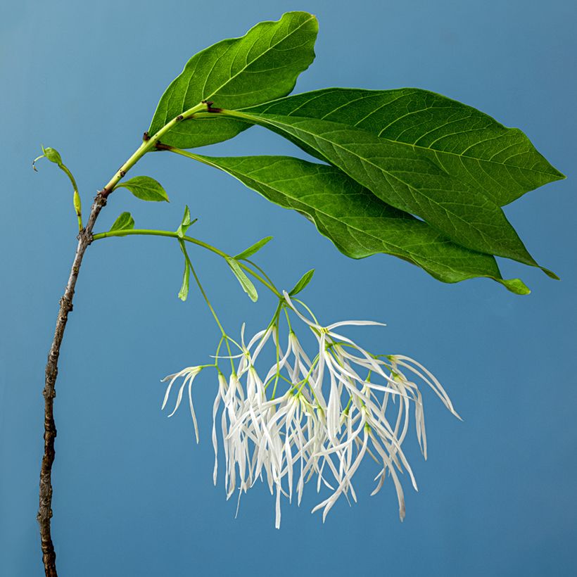 Chionanthus virginicus - Arbre de neige (Flowering)