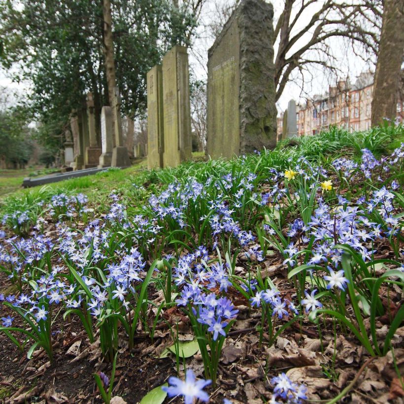 Chionodoxa forbesii - Gloire des Neiges (Flowering)