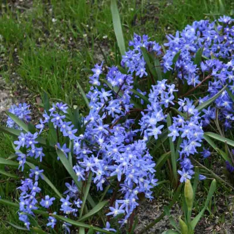 Chionodoxa sardensis - Gloire des neiges (Plant habit)