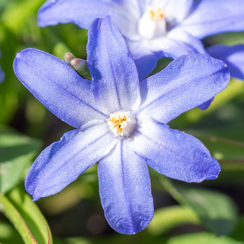 Chionodoxa sardensis - Gloire des neiges (Flowering)