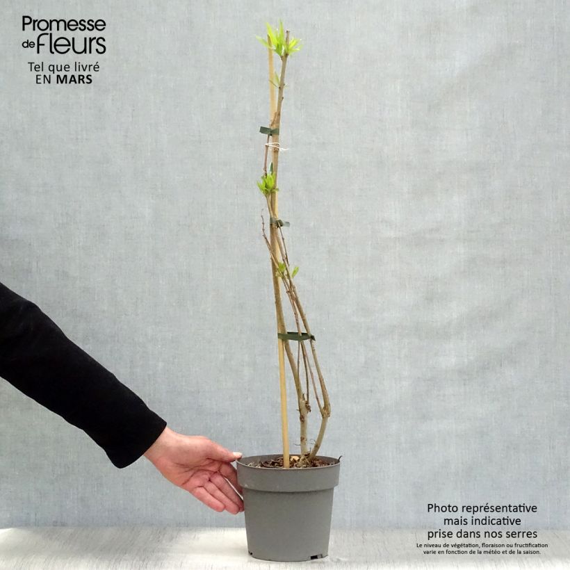 Example of Chitalpa de Taschkent - Chitalpa tashkentensis Summer Bells Minsum Pot de 2L/3L as you get in printemps