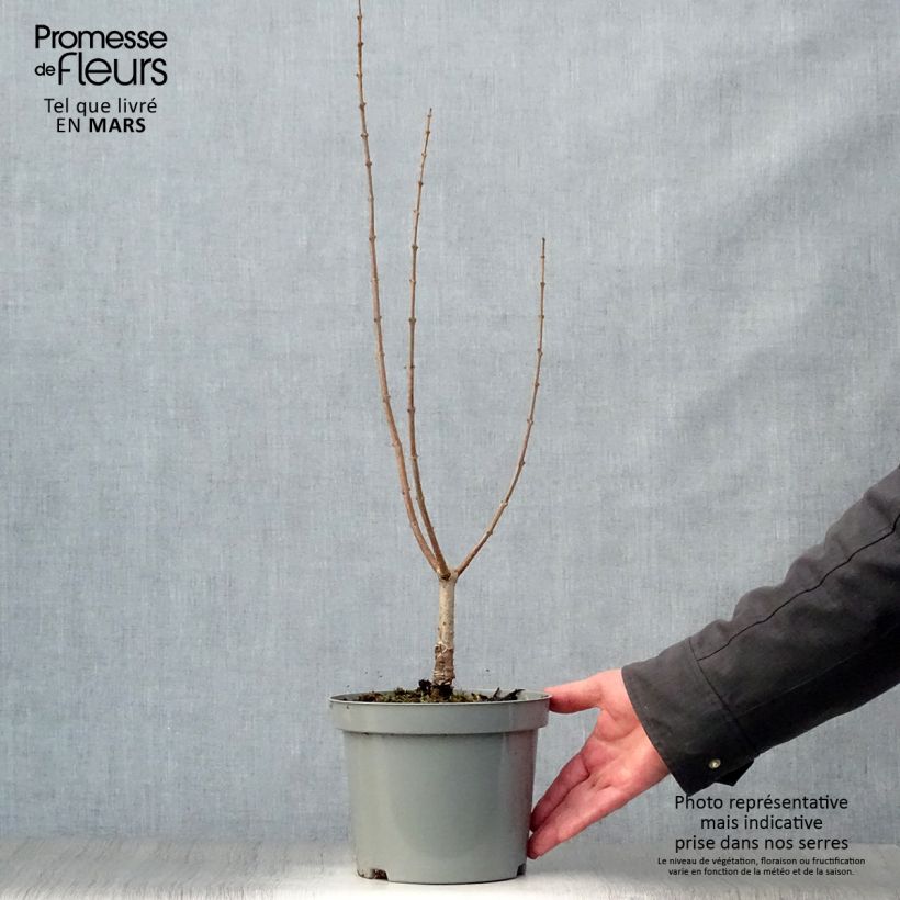 Example of Chitalpa tashkentensis Pot de 2L/3L as you get in printemps