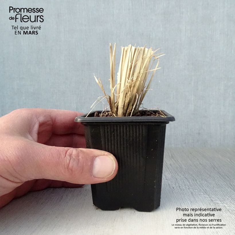 Example of Chloris virgata - Herbe à plumes de Rhodes Godet de 8/9 cm as you get in printemps