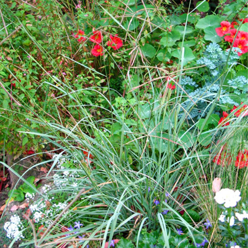 Chloris virgata - Herbe à plumes de Rhodes (Plant habit)