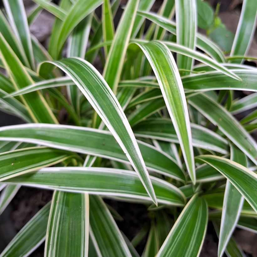 Chlorophytum Irish - Plante araignée  (Feuillage)