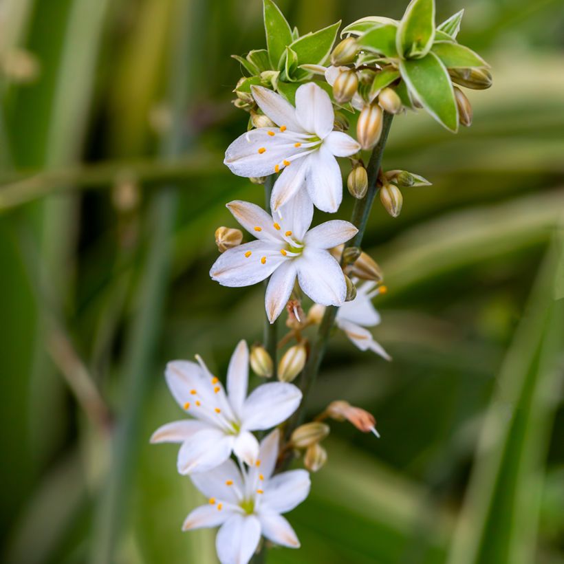 Chlorophytum Irish - Plante araignée  (Floraison)