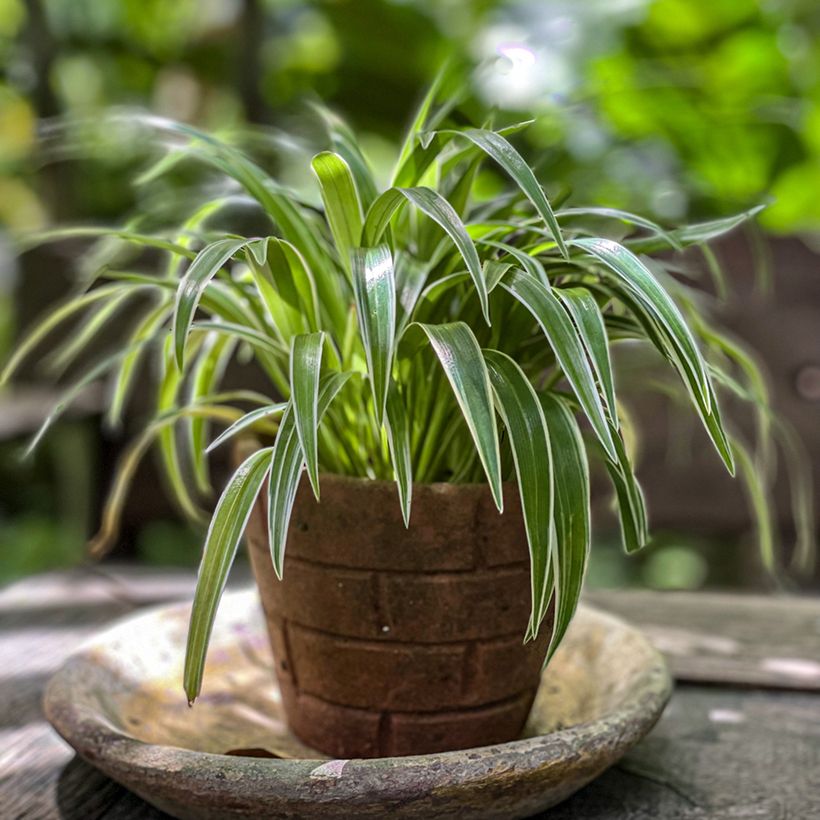 Chlorophytum Irish - Plante araignée  (Port)