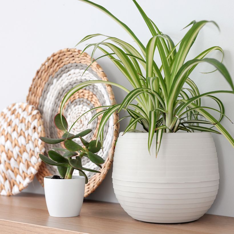 Chlorophytum Variegatum - Plante araignée panachée (Port)