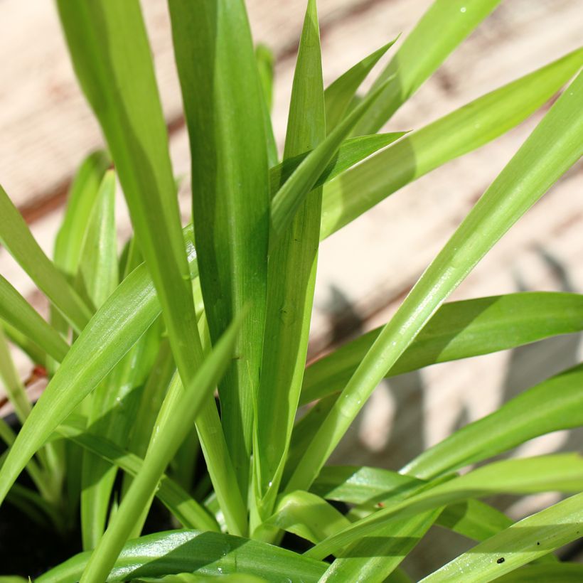 Chlorophytum nepalense – Graminée vivace  (Feuillage)