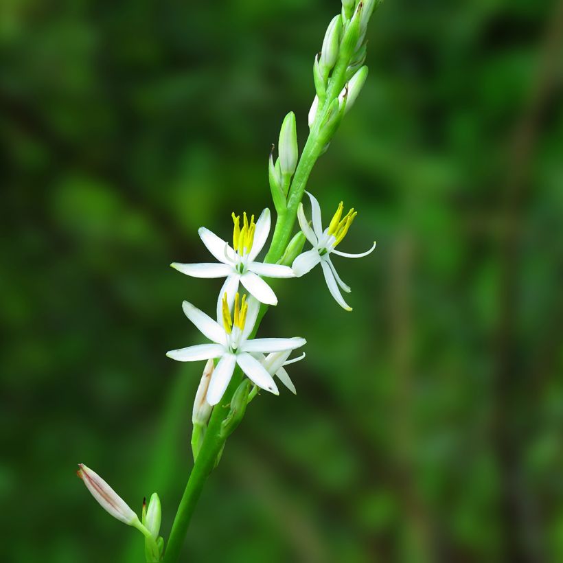 Chlorophytum nepalense – Graminée vivace  (Floraison)
