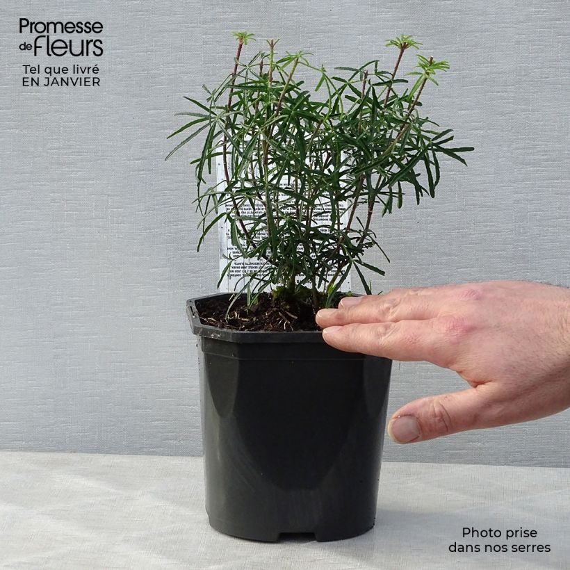 Spécimen de Choisya Apple Blossom - Oranger du Mexique  Pot de 2L/3L tel que livré en hiver