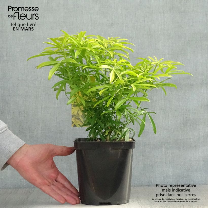 Example of Choisya Aztec Gold - Oranger du Mexique Pot de 2L/3L as you get in printemps