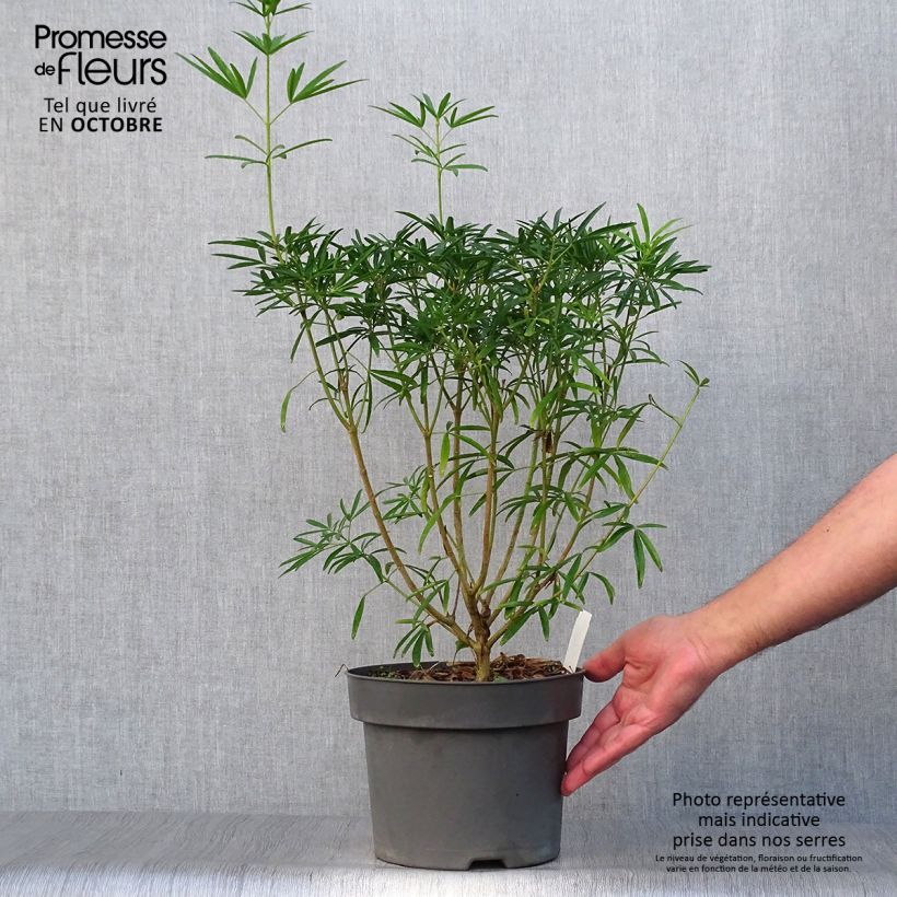 Spécimen de Choisya Aztec Pearl - Oranger du Mexique Pot de 4L/5L tel que livré en automne