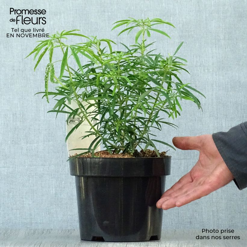 Spécimen de Choisya Aztec Pearl - Oranger du Mexique Pot de 2L/3L tel que livré en automne