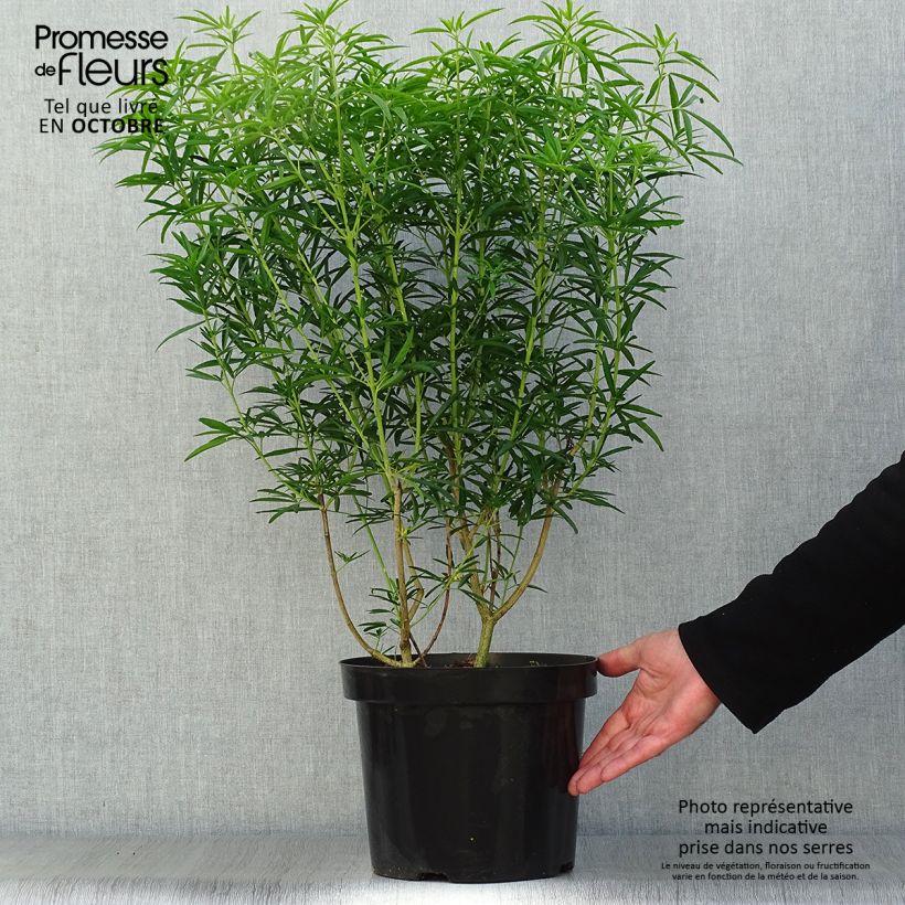 Spécimen de Choisya Aztec Pearl - Oranger du Mexique Pot de 7,5L/10L tel que livré en automne