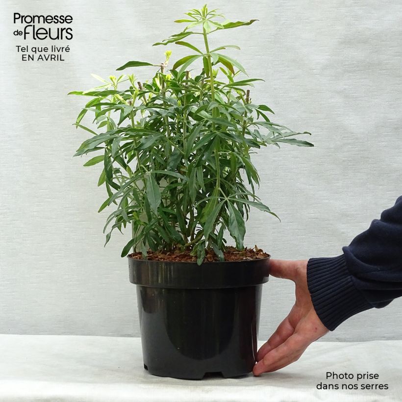 Example of Choisya Goldfinger - Oranger du Mexique Pot de 3L/4L as you get in printemps