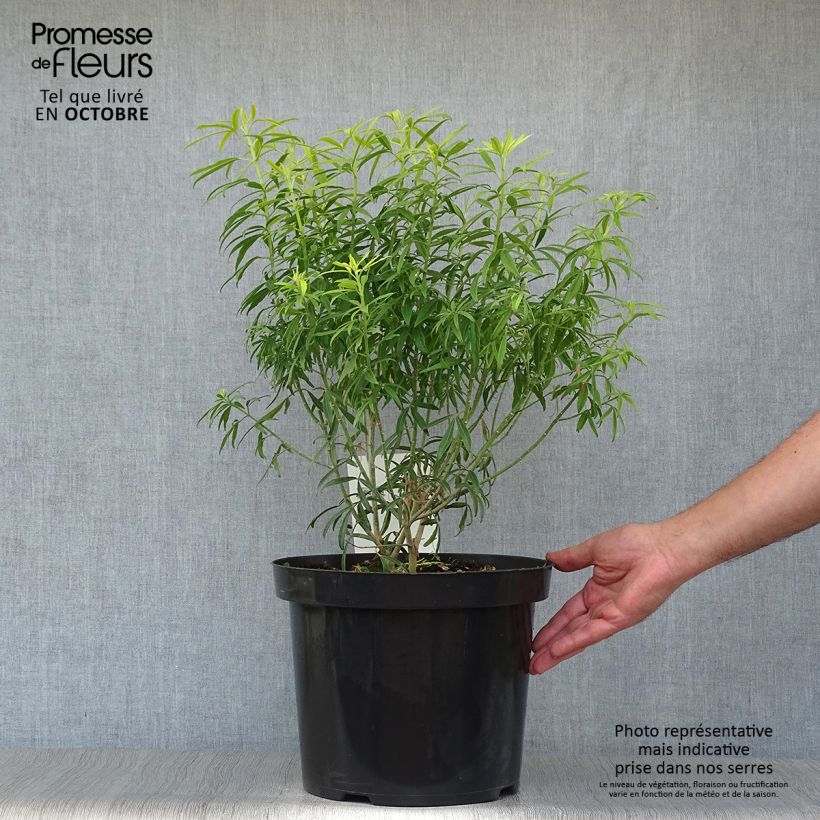 Spécimen de Choisya Goldfinger - Oranger du Mexique Pot de 7,5L/10L tel que livré en automne