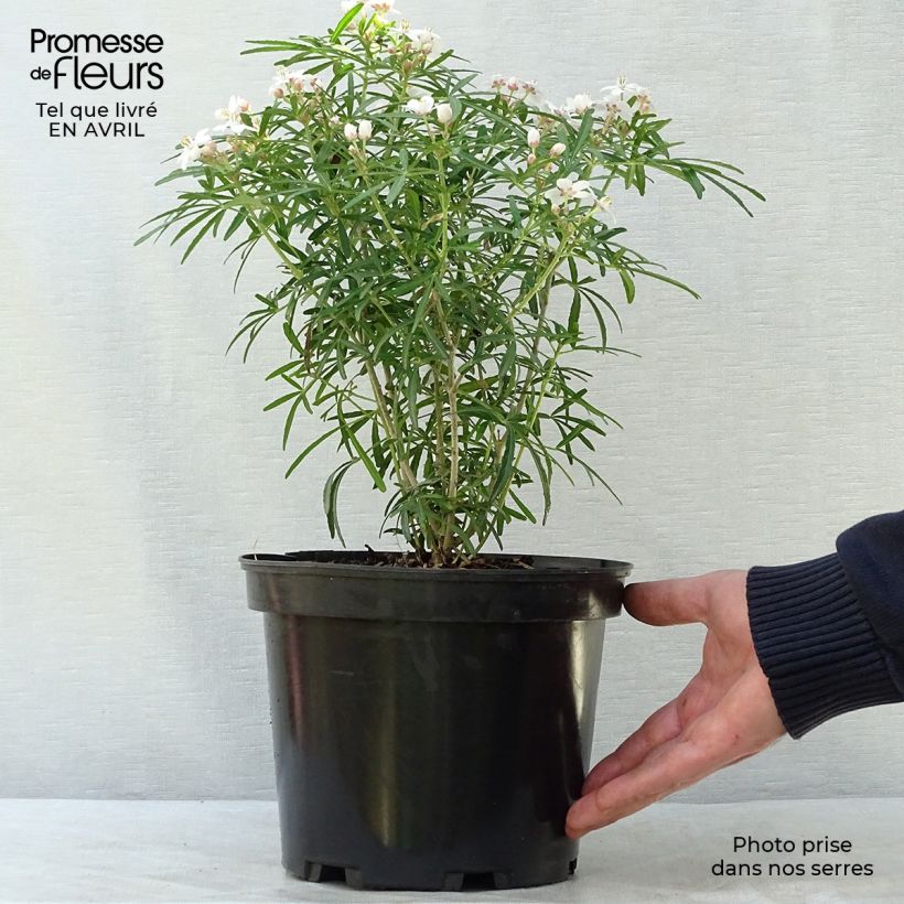 Example of Choisya Scented Gem - Oranger du Mexique Pot de 2L/3L as you get in printemps