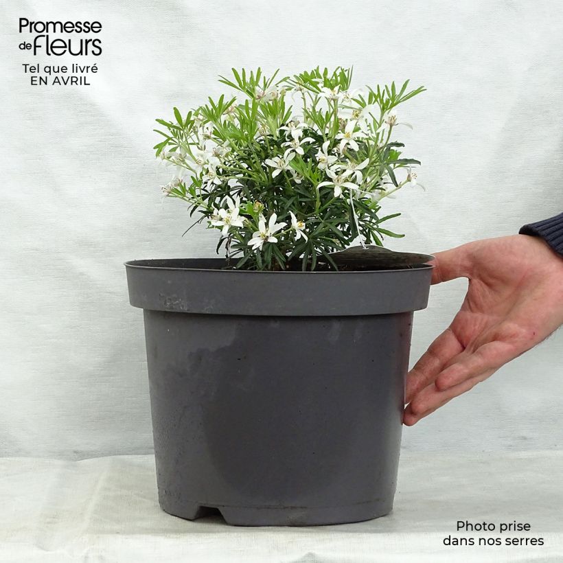 Example of Choisya White Dazzler - Oranger du Mexique nain Pot de 7,5L/10L as you get in printemps