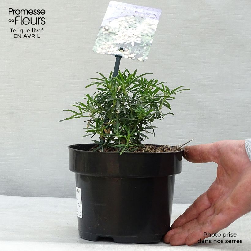 Example of Choisya White Dazzler - Oranger du Mexique nain Pot de 2L/3L as you get in printemps
