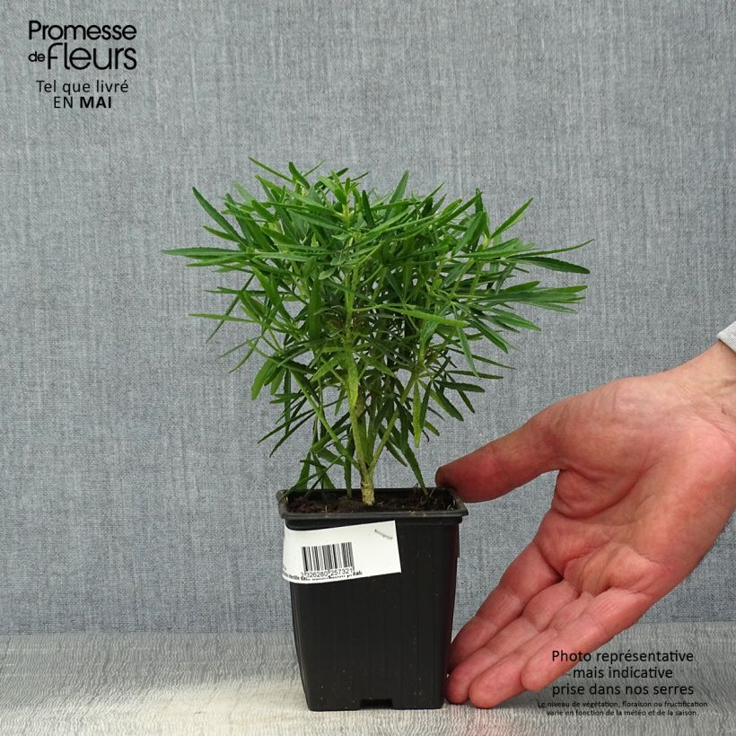 Example of Choisya Little Bee - Oranger du Mexique Godet de 8/9 cm as you get in printemps