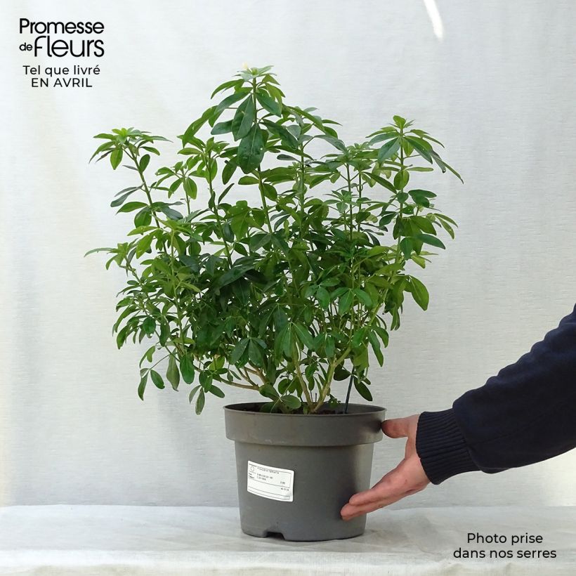 Example of Choisya ternata - Oranger du Mexique Pot de 4L/5L as you get in printemps