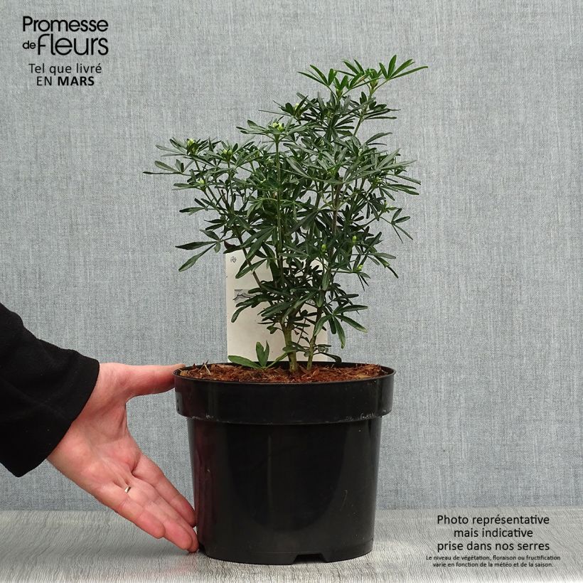 Example of Choisya ternata Snow Flurries  - Oranger du Mexique Pot de 2L/3L as you get in printemps
