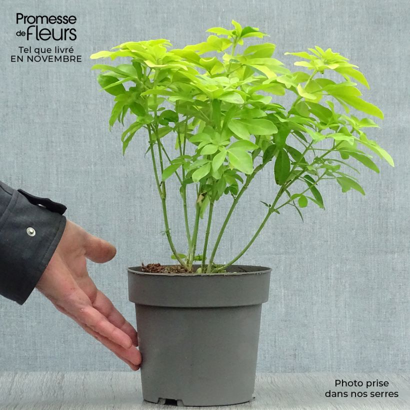 Spécimen de Choisya ternata Sundance - Oranger du Mexique Pot de 2L/3L tel que livré en automne
