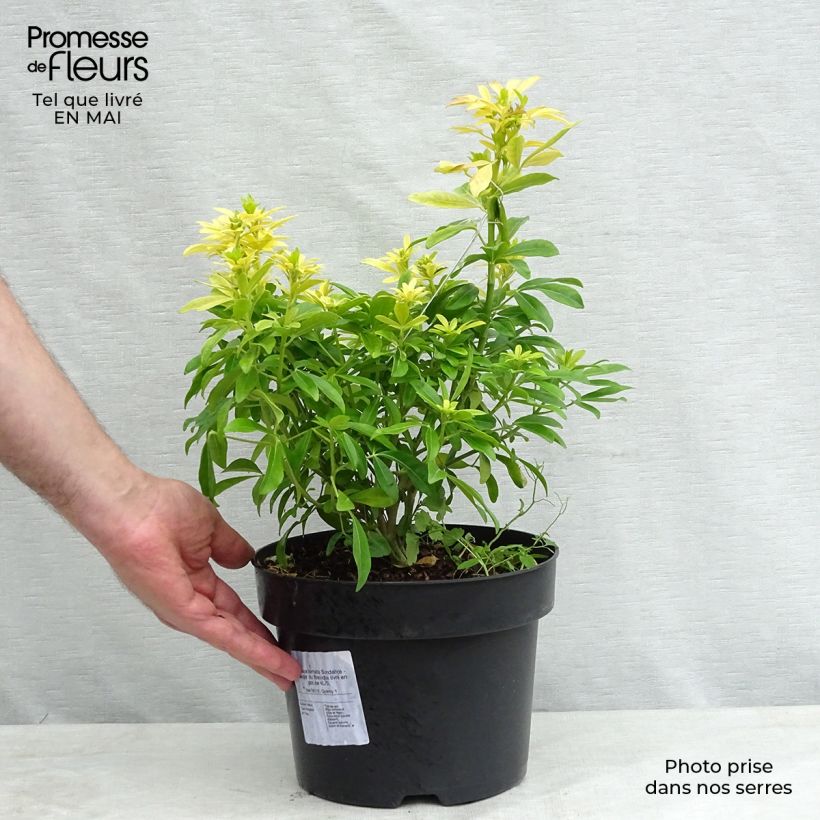 Example of Choisya ternata Sundance - Oranger du Mexique Pot de 4L/5L as you get in printemps