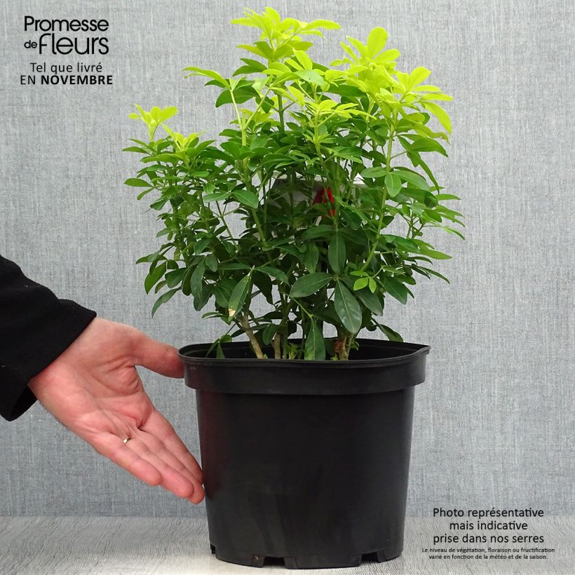 Spécimen de Choisya ternata Sundance - Oranger du Mexique Pot de 4L/5L tel que livré en automne