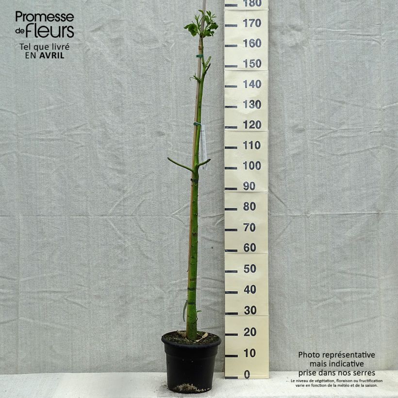 Example of Chorisia ou Ceiba speciosa - Faux Kapokier, Arbre bouteille Pot de 7,5L/10L as you get in printemps