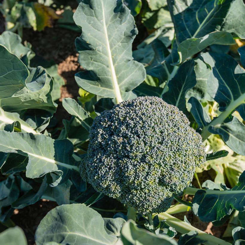 Chou Brocoli Ramoso Calabrese Bio (Plant habit)