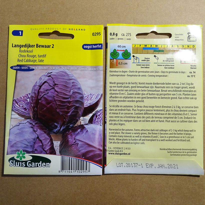 Exemple de spécimen de Chou Cabus Langedijker Bewaar 2 rouge le sachet de 275 graines environ tel que livré