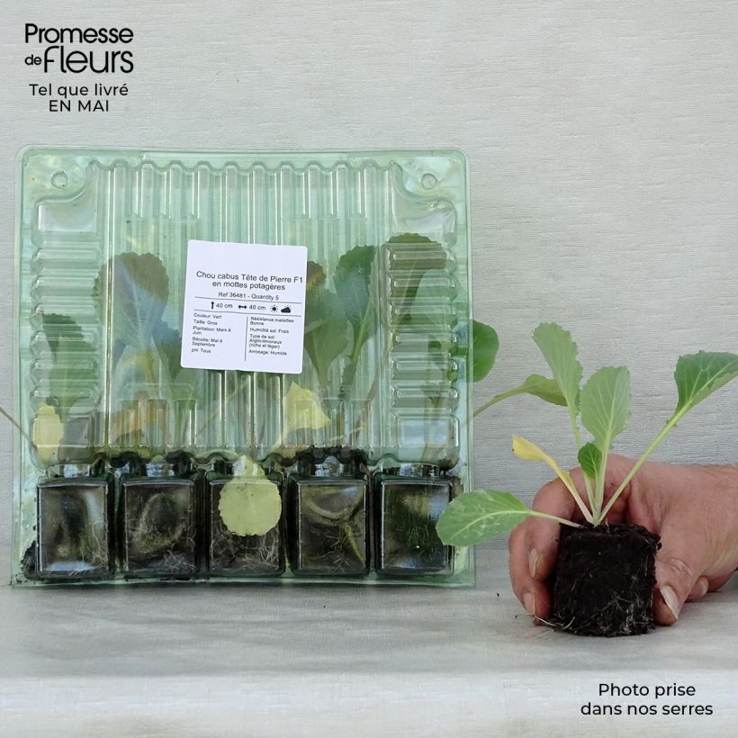 Example of Chou cabus Tête de Pierre F1 en plants Motte 4 cm x 4,5 cm as you get in printemps
