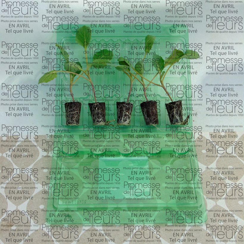 Example of Chou cabus Tête de Pierre F1 en plants Mini-motte Ø 3/4 cm, Livré en hauteur de 5 à 10 cm as you get