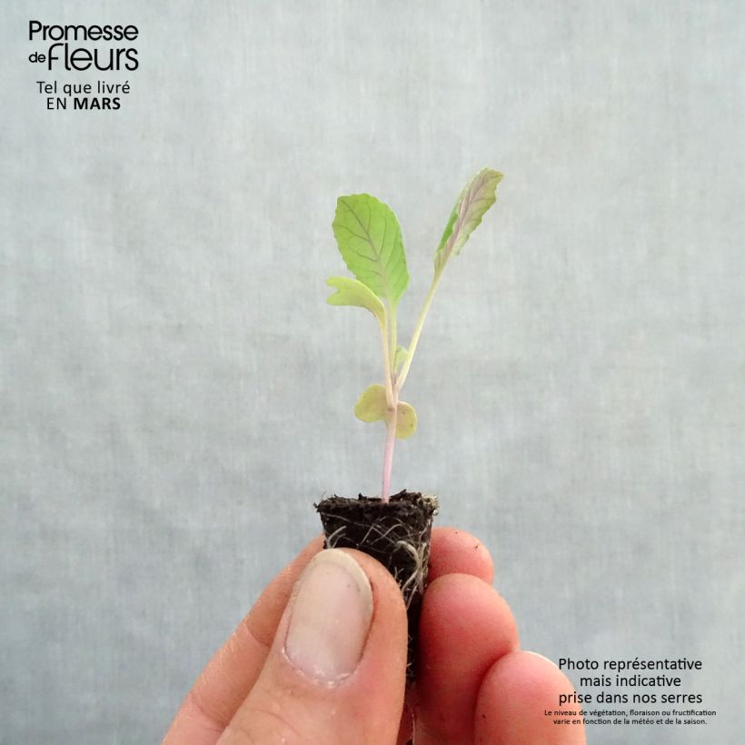 Example of Chou cabus pointu Chana F1 Bio en mini-mottes Mini-motte Ø 1,5/2,5 cm as you get in printemps