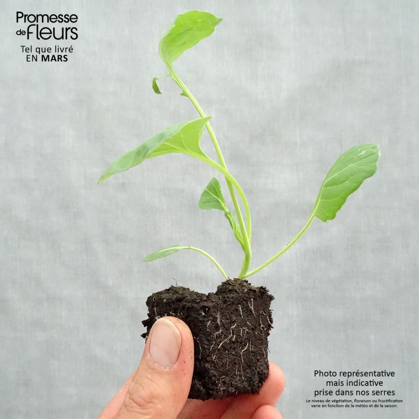Example of Chou de Bruxelles Bright F1 en plants Motte 4 cm x 4,5 cm as you get in printemps