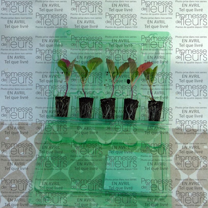 Example of Chou de Bruxelles Bright F1 en plants Mini-motte Ø 3/4 cm, Livré en hauteur de 5 à 10 cm as you get