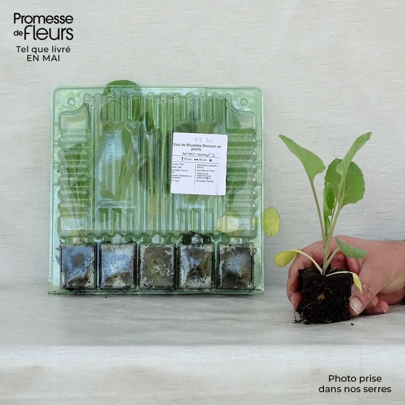 Example of Chou de Bruxelles Bronson en plants Motte 4 cm x 4,5 cm as you get in printemps