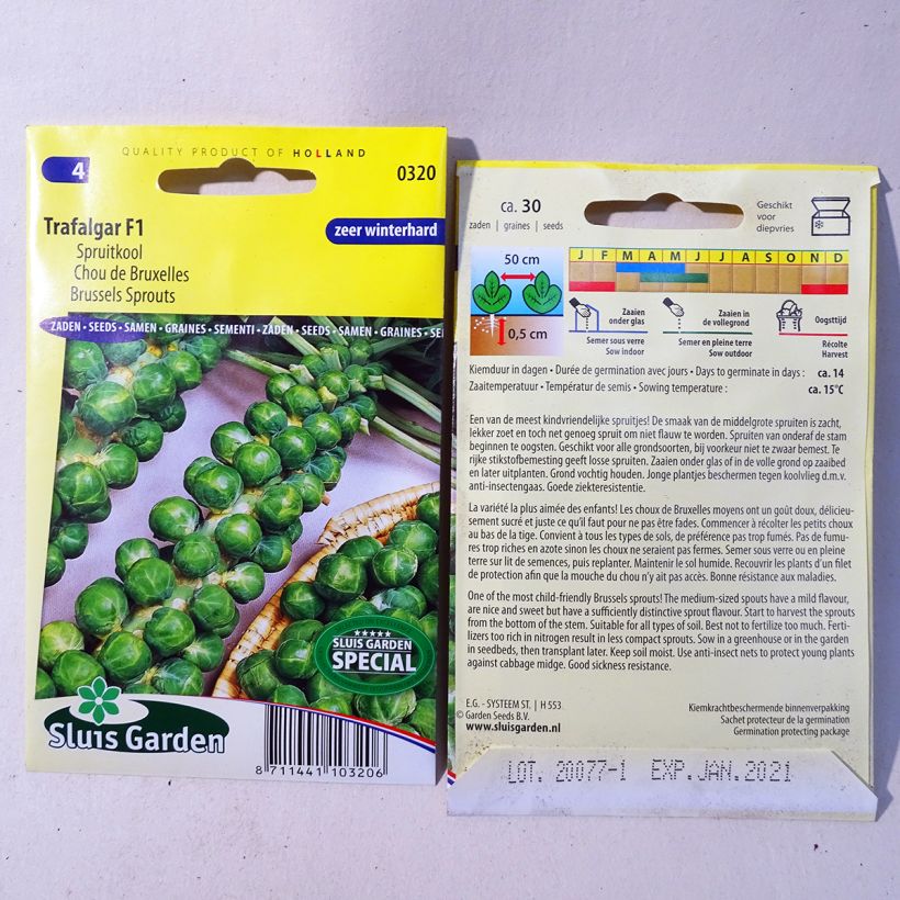 Example of Chou de Bruxelles Trafalgar F1 le sachet de 30 graines environ as you get
