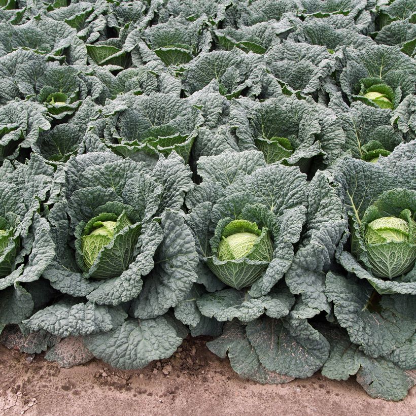 Chou de Milan d'Aubervilliers (Plant habit)