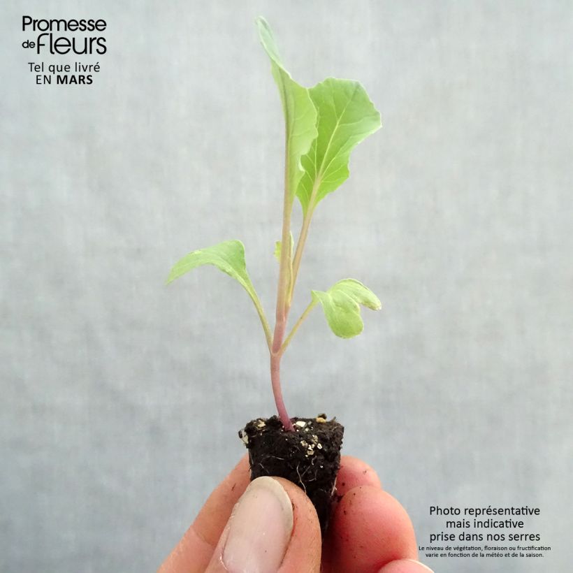 Example of Chou-fleur Thabor BIO en mottes potagères  Mini-motte Ø 1,5/2,5 cm as you get in printemps