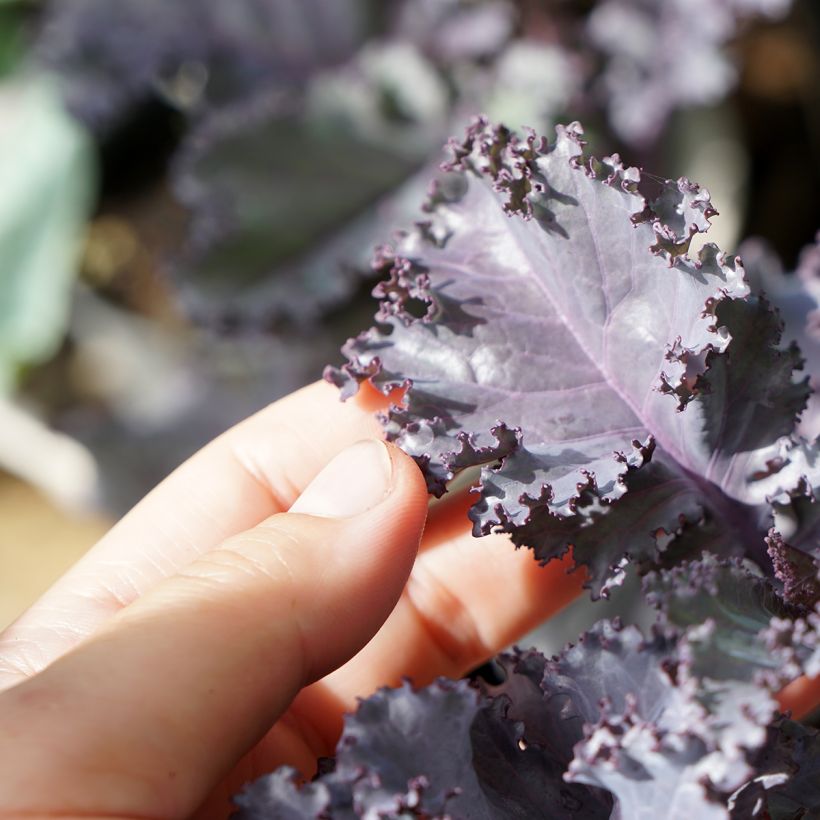 Chou frisé Scarlet Kale (Foliage)