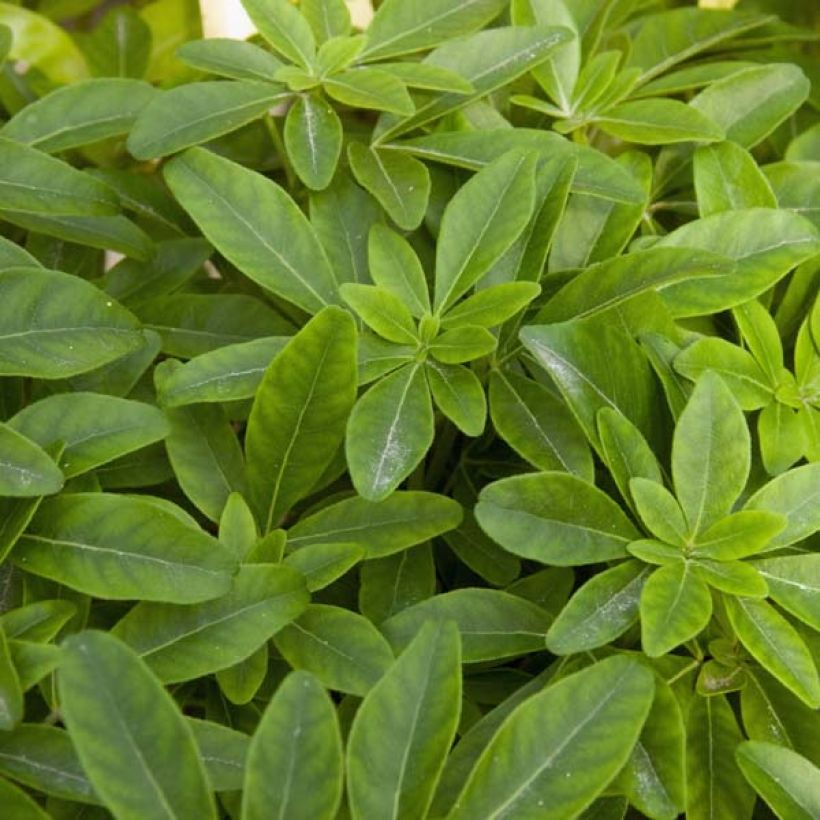 Choisya ternata - Oranger du Mexique (Foliage)