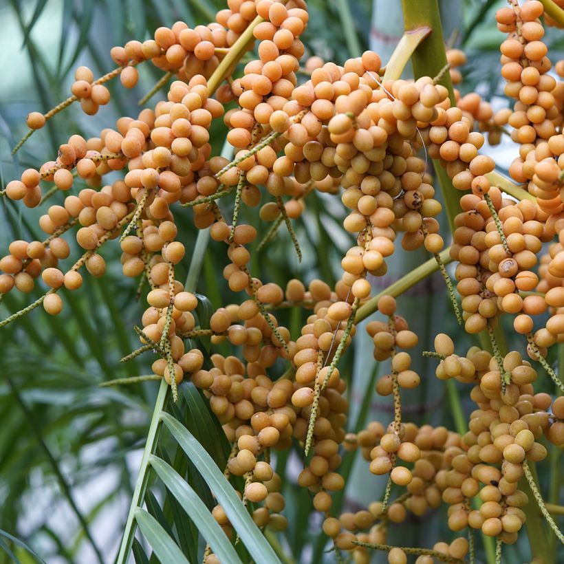 Chrysalidocarpus lutescens - Aréca des fleuristes (Harvest)